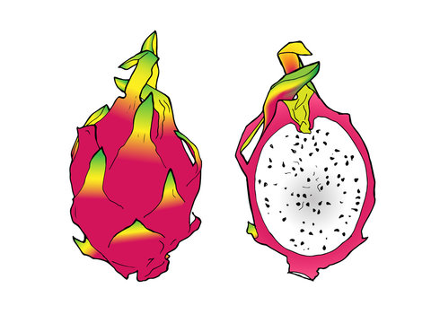 vector line illustration color of pitaya. Isolated dragon fruit for label, menu, icon. Black line sketched hand painted fruits on white background. Whole and half of pitahaya