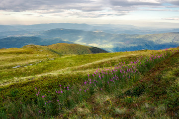 Fototapeta premium row of purple flowers on the hill. lovely scenery in mountains at sunrise. fire-weed among the grass in overcast weather