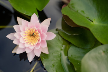 beautiful lotus flower on the water after rain in garden.