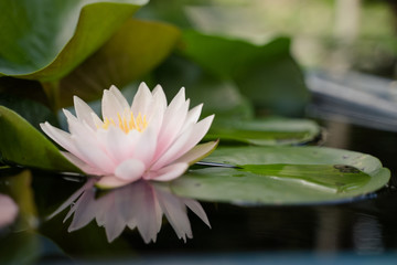 Obraz premium beautiful lotus flower on the water after rain in garden.