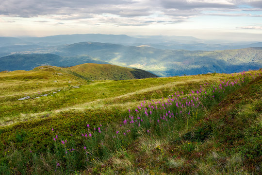 row of purple flowers on the hill. lovely scenery in mountains at sunrise. fire-weed among the grass in overcast weather