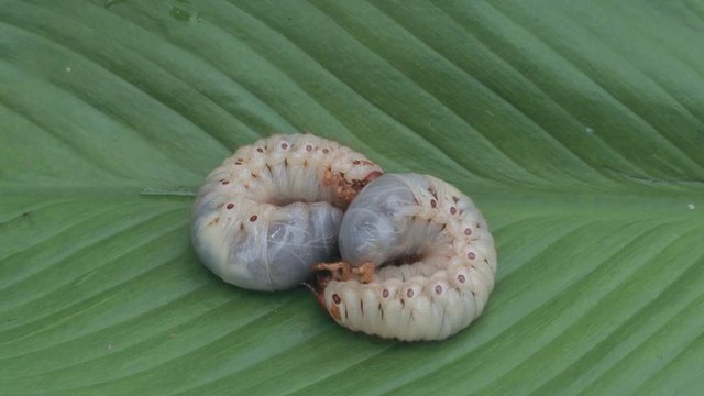 Dynastinae worm motion video footage on green leaf
