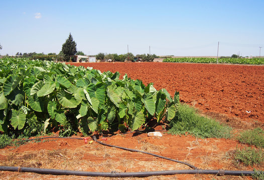 Agricultural farmland with young banana plantation in Cyprus