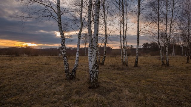 Early spring forest landscape.