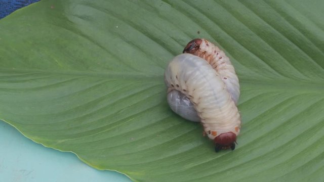 Dynastinae worm motion video footage on green leaf

