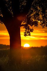 sunset in summertime with tree