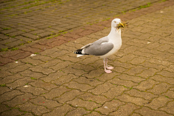 herring gull, male bird with bridal gift