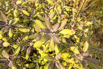 sage, medicinal herb with leaves