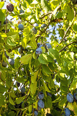 Fototapeta premium plums, ripe fruits on a tree