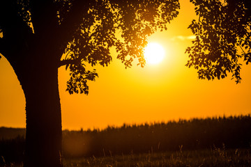 sunset in summertime with tree