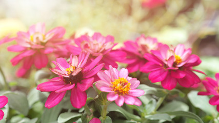 Beautiful flowers from the Zinnia.