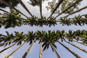 Jardim Botânico do Rio de Janeiro