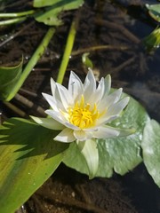 water lily in pond
