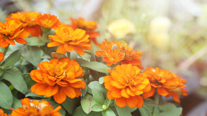 Beautiful flowers from the Zinnia.