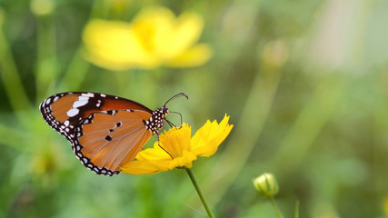 Butterfly with beautiful flowers from the cosmos.