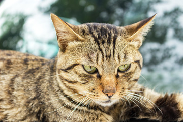 Caring for animals concept: ferocious cat