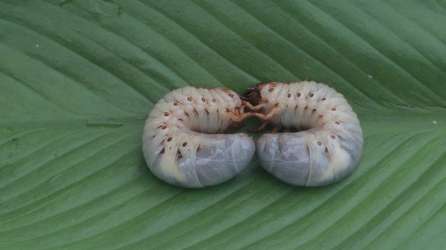 Dynastinae worm motion video footage on green leaf
