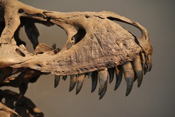 Obraz premium Szkieletowa próbka dinozaura