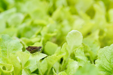 The local vegetable garden is non-toxic.