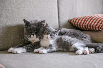 Two cats sleeping on the couch