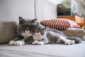 Two cats sleeping on the couch