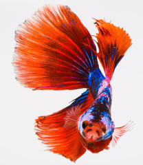 Fototapeta premium halfmoon betta fish, siamese fighting fish, capture moving of fish, betta splendens
