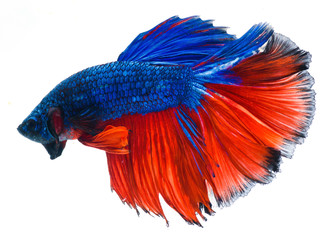 halfmoon betta fish, siamese fighting fish, capture moving of fish, betta splendens