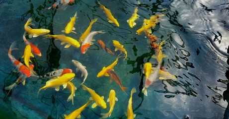 Fototapeta na wymiar Koi Fish Swimming Underwater in the Shape of a Heart Pattern; Koi, Pond Life, Pond Care, Water Analysis, Landscape Design Ideas