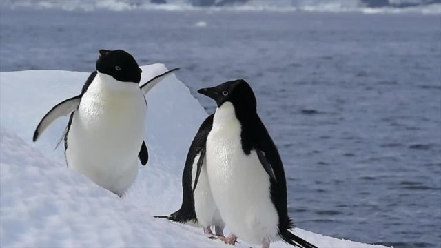 Gentoo Penguins on the iceberg