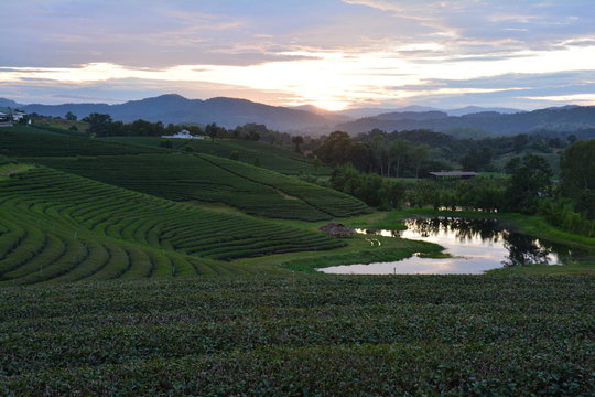 Champs de Th&eacute;, Chiang Rai, Tha&iuml;lande - Tea Field, Chiang Rau, Thailand
