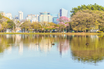 Fototapeta na wymiar Nature in Sao Paulo city