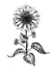 Ink black and white illustration of a sunflower plant