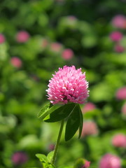 Fototapeta premium 野原のアカツメクサ