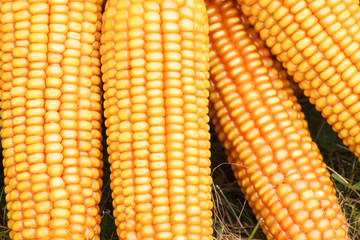 Fresh ripe corn, healthy nutrition and vegetable harvest concept