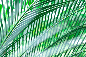 green leaves pattern soft focus  abstract spring summer nature background
