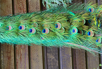 Peacock's tail on wooden background