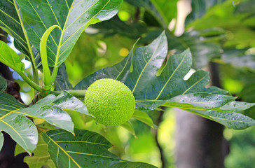 Breadfruit - Hawaii