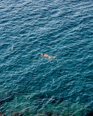 Obraz premium Swimming in the sea