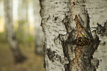 Birch buds