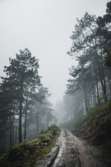 Pine in the rainy season And fog In the forest Pine and Fog Road