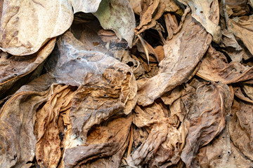 Dry leaves texture and background