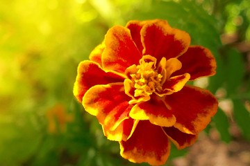 Tagetes Marigold Flower. marigolds close-up in  sun rays. Autumn Flowers Background