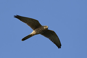 Obraz premium Common kestrel (Falco tinnunculus)