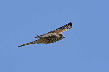 Common kestrel (Falco tinnunculus)