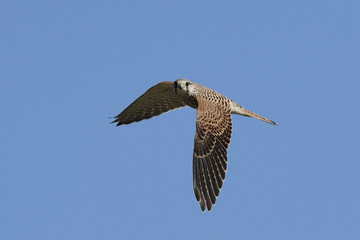 Common kestrel (Falco tinnunculus)