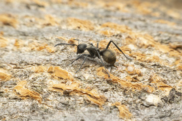 ant on leaf