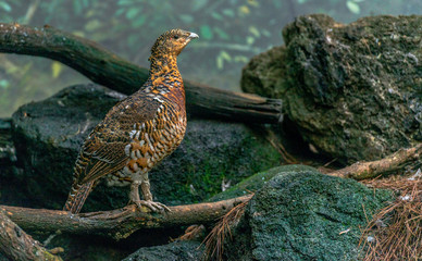 Earth Toned Plumage on a Cassowary Bird Perched on a Branch