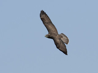 Common buzzard (Buteo buteo)