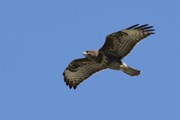 Common buzzard (Buteo buteo)
