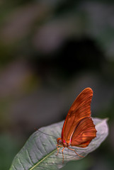 Very Bright Orange Wings on a Julia Butterfly on a Silver Leaf